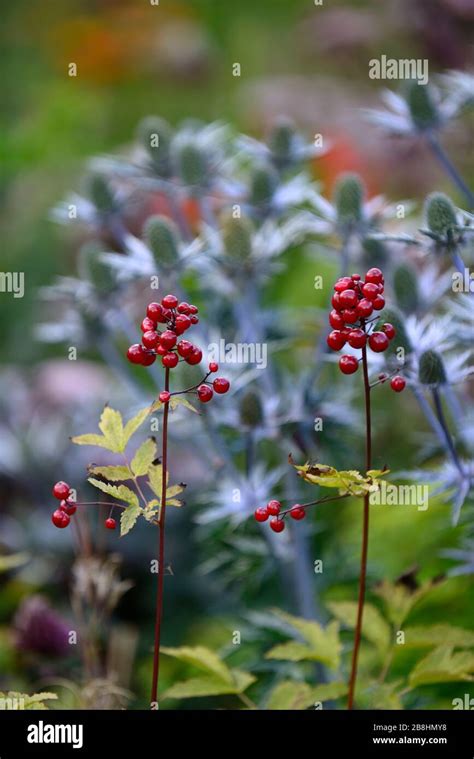 Red Berriesactaea Rubrared Baneberrychinaberryeryngium × Zabelii