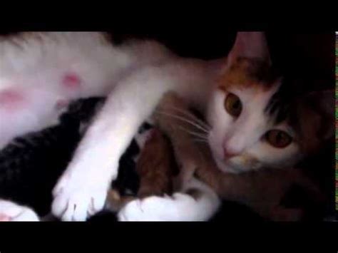 Mommy Cat Protects Her New Born Baby S YouTube