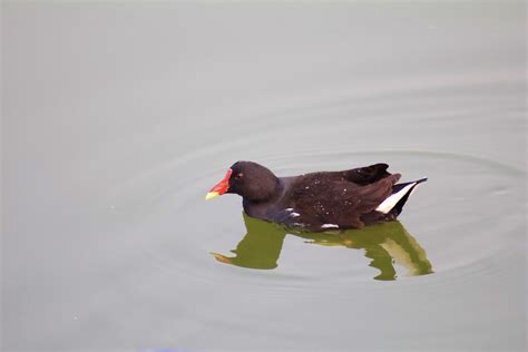 Birds Of Kashmir Flickr