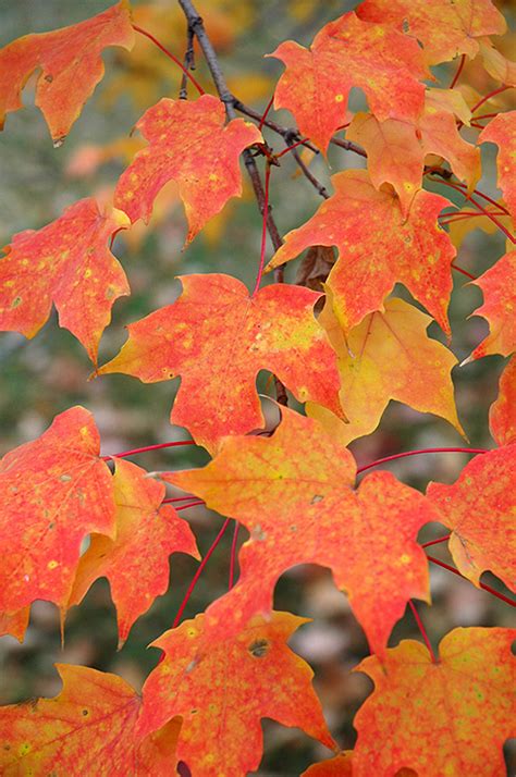 Sugar Maple Acer Saccharum In Boston Hopkinton Chelmsford Hingham Middleborough Massachusetts