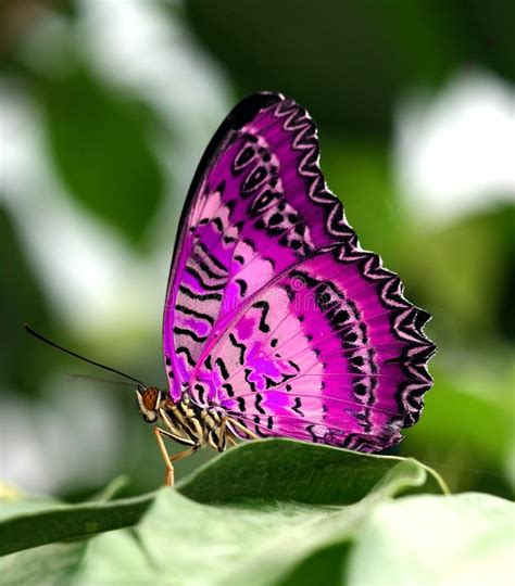 Borboleta Cor De Rosa Na Folha Foto De Stock Imagem De Colorido