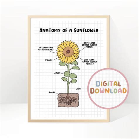 DIGITAL DOWNLOAD Anatomy of a Sunflower Poster - Etsy