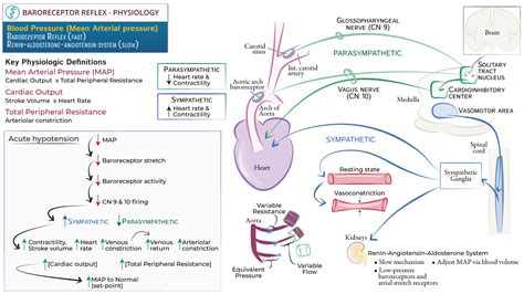 A&P for Nurses: Baroreceptor Reflex: Anatomy & Physiology | ditki ...