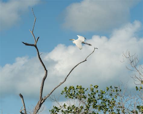 Wildlife of Yucatan — Chieli