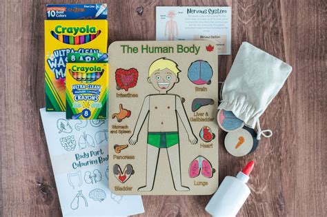 KIT DE ROMPECABEZAS DE CUERPO HUMANO MASCULINO DE BRICOLAJE Juego De