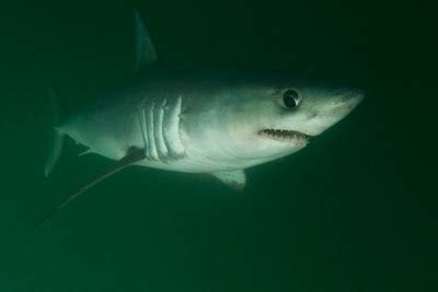 Info-Junction Blog: Porbeagle Shark