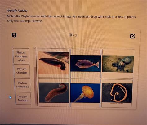 Solved Identify Activity Match The Phylum Name With The