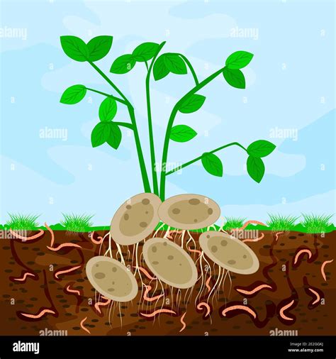 Microorganisms Compost Stock Vector Images Alamy