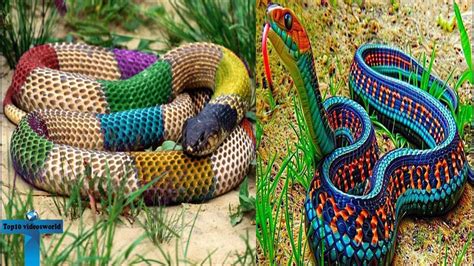 Top 10 Most Beautiful And Colorful Large Snakes In The World For Pet