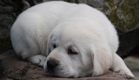 Lab Puppy Sleeping - labrador Retreivers Photo (24217380) - Fanpop