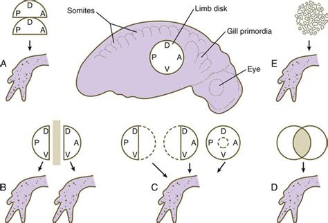 Limb Development | Basicmedical Key