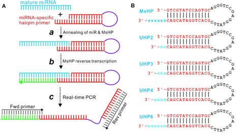 An Optimized Universal Hairpin Primer System For Rt Qpcr Based