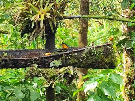 From Quito Mindo Cloud Forest Full Day Trip With Lunch GetYourGuide