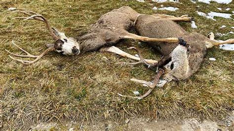 Episode 60: Chronic wasting disease