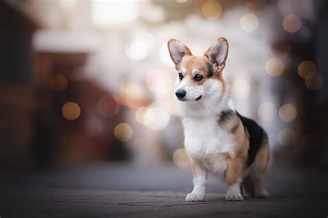 Corgi Wallpaper 4K