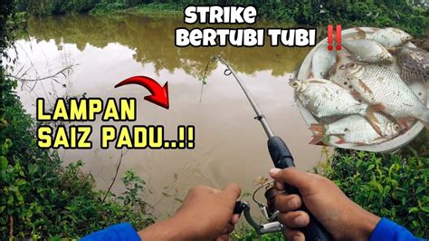 Mancing Ikan Sungai Guna Umpan Dedak Strike Lampan Bertubi Tubi