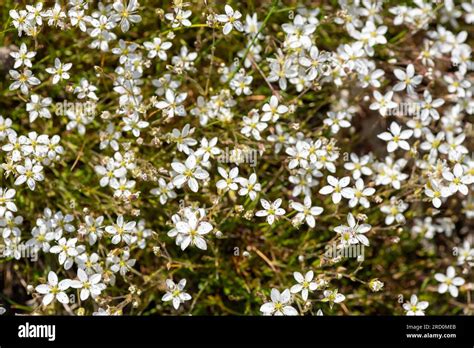 Minuartia Verna Hi Res Stock Photography And Images Alamy