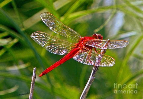 Red Dragonfly Flying