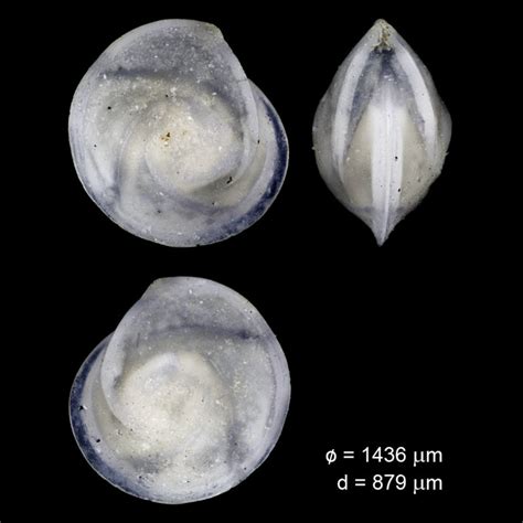 Lenticulina Rotulata Stazzano Italy Tortonian Miocene Neogene