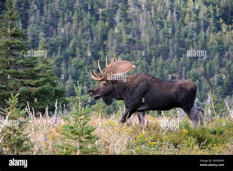 Elk Alces Alces Male Cap Breton Highlands National Park Lateral