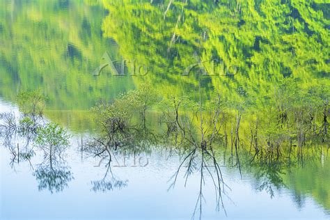 群馬県 奥四万湖の湖から頭を出した樹木と、水面に映る新緑 190293855 の写真素材 アフロ