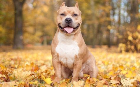 Cute Pitbull Wallpaper (48+ images)