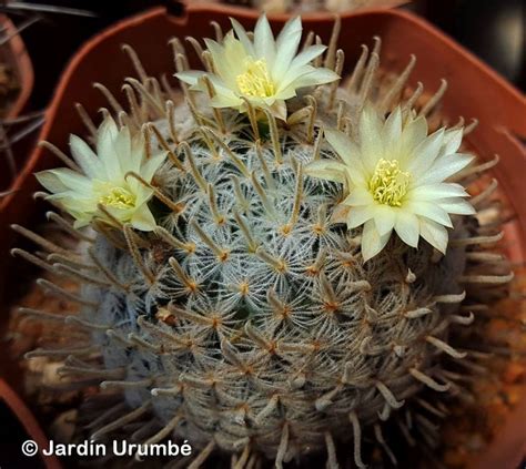 Mammillaria Crinita Subs Duwei