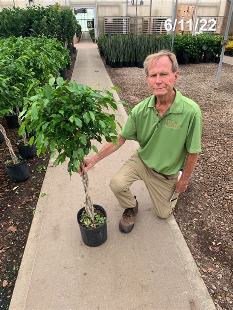 Ficus Benjamina Braid Tri State Foliage Prebook Shop