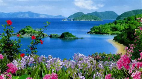 beautiful scenery ocean view mountains rocks plants colorful flowers hd
