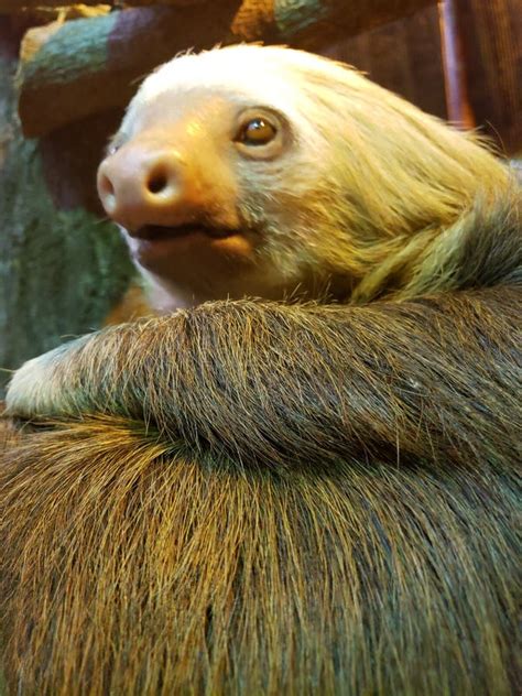 Sloth slow moving animal stock photo. Image of moving - 183233414