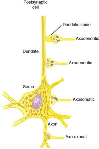 Patho Phys III Lecture 4 Nerve Physiology Communication Synapses