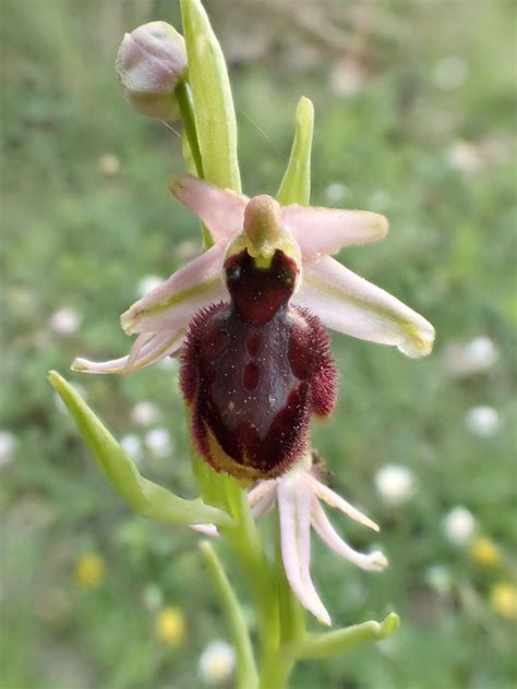 Ophrys Exaltata Biodiversité Du Pays Des Paillons