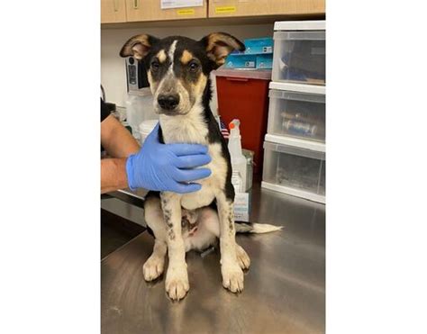 Mesa AZ Border Collie Meet ALVIN A Pet For Adoption AdoptaPet