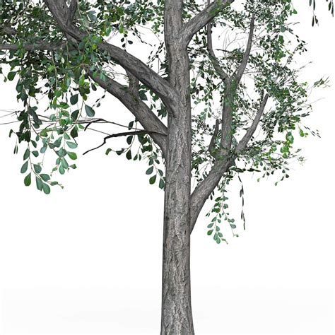 Low Poly Oak Tree 05 3d Model By Treeworld3d