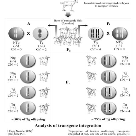 Schematic Representation Of Transgenic Animal Production By Pronuclear