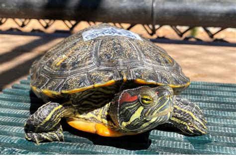 Red Ear Slider Information