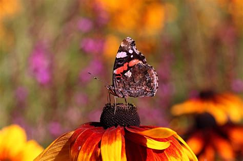 Papillon Fleurs Pétales Photo gratuite sur Pixabay Pixabay