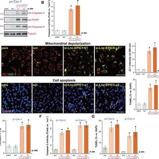 Lnc Epic Sirna Provokes Apoptosis In Colon Cancer Cells The Primary