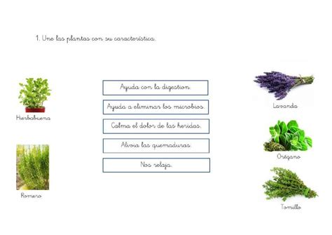 Plantas Medicinales Worksheet Live Worksheets