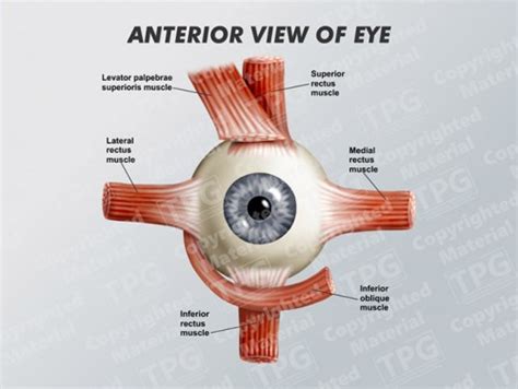 Eye Anatomy Lateral View