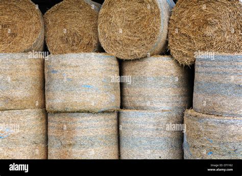 A close-up of round straw bales in storage on a Norfolk farm Stock ...