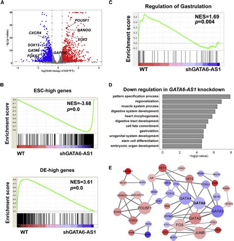 Gata6 As1 Regulates Gata6 Expression To Modulate Human Endoderm