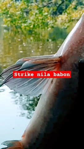 Strike Nila Babon Mancing Liar Short YouTube