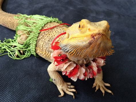 The 10 Best Bearded Dragon Costumes Bearded Dragon Costumes Bearded