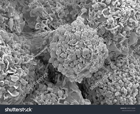 Scanning Electron Microscope Images Cell