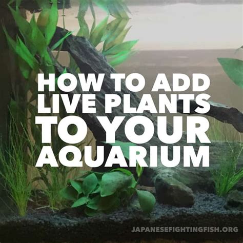 How To Start An Aquarium With Live Plants At Juanita Partridge Blog