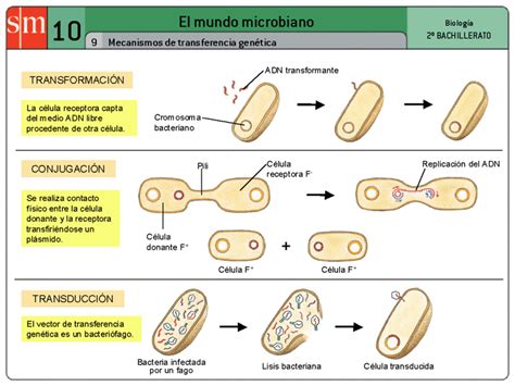 Ciencias En El Cic 2º Bachillerato BiologÍa Tema 19 Diversidad De Los Microorganismos