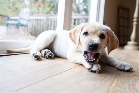 how to prevent aggression in dogs