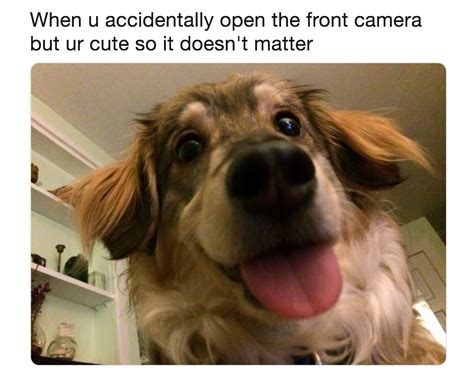 funny animal memes easy family fun games trivia  jokes