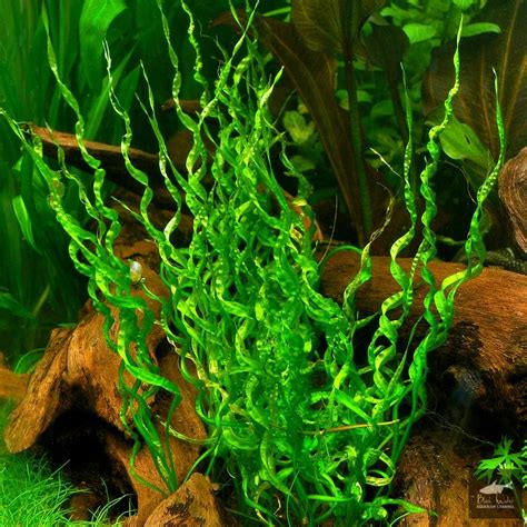 Echinodorus